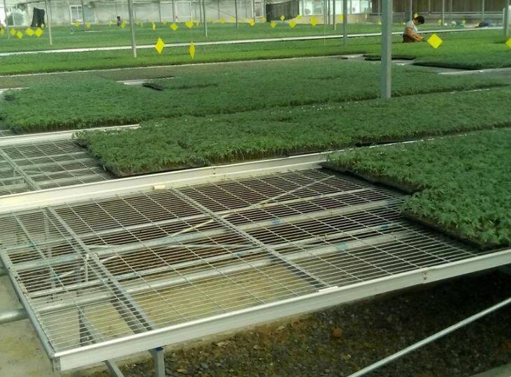 1564975161522814.jpg <a href='http://www.shqywh.cn/miaochuangsheshi/199.html'target='_blank'><a href='http://www.shqywh.cn/miaochuangsheshi/199.html'target='_blank'><a href='http://www.shqywh.cn/miaochuangsheshi/199.html'target='_blank'>育苗床</a></a></a>.jpg