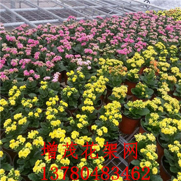 <a href='/' target='_blank'><a href='/' target='_blank'>溫室苗床</a>網(wǎng)</a>