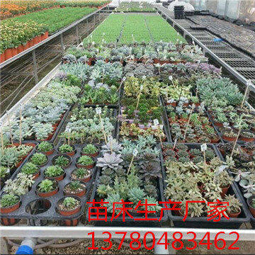 <a href='/' target='_blank'><a href='/' target='_blank'>溫室苗床</a>網(wǎng)</a>